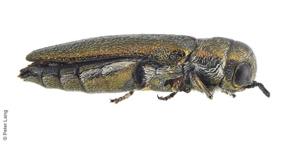 Paracephala pistacina, PL3080, male, MU, 4.6 × 1.4 mm